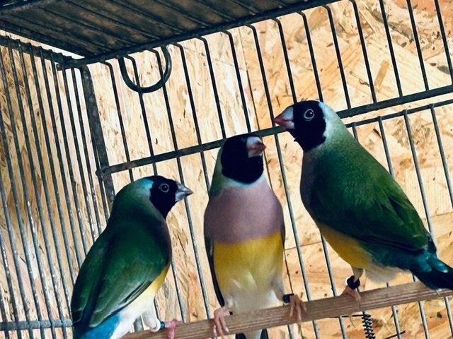 Goldamandines, Dieren en Toebehoren, Meerdere dieren, Tropenvogel
