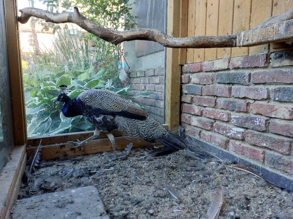 Pauw man 1,5 jaar oud, Dieren en Toebehoren, Pluimvee, Mannelijk, Overige soorten