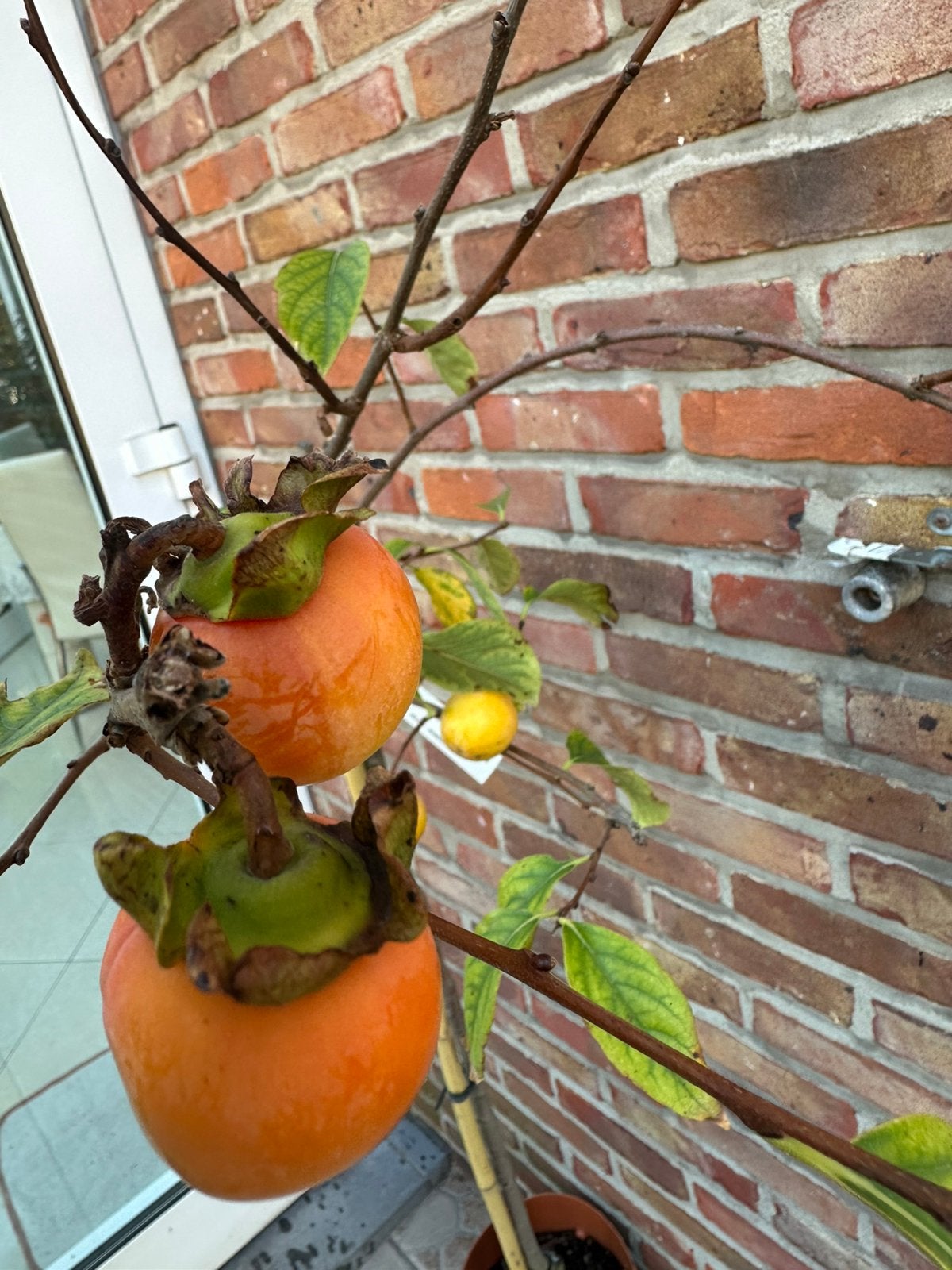 Arbre Kaki / Plaqueminier fruitier, Jardin & Terrasse, En pot, Plein soleil, Enlèvement, Printemps