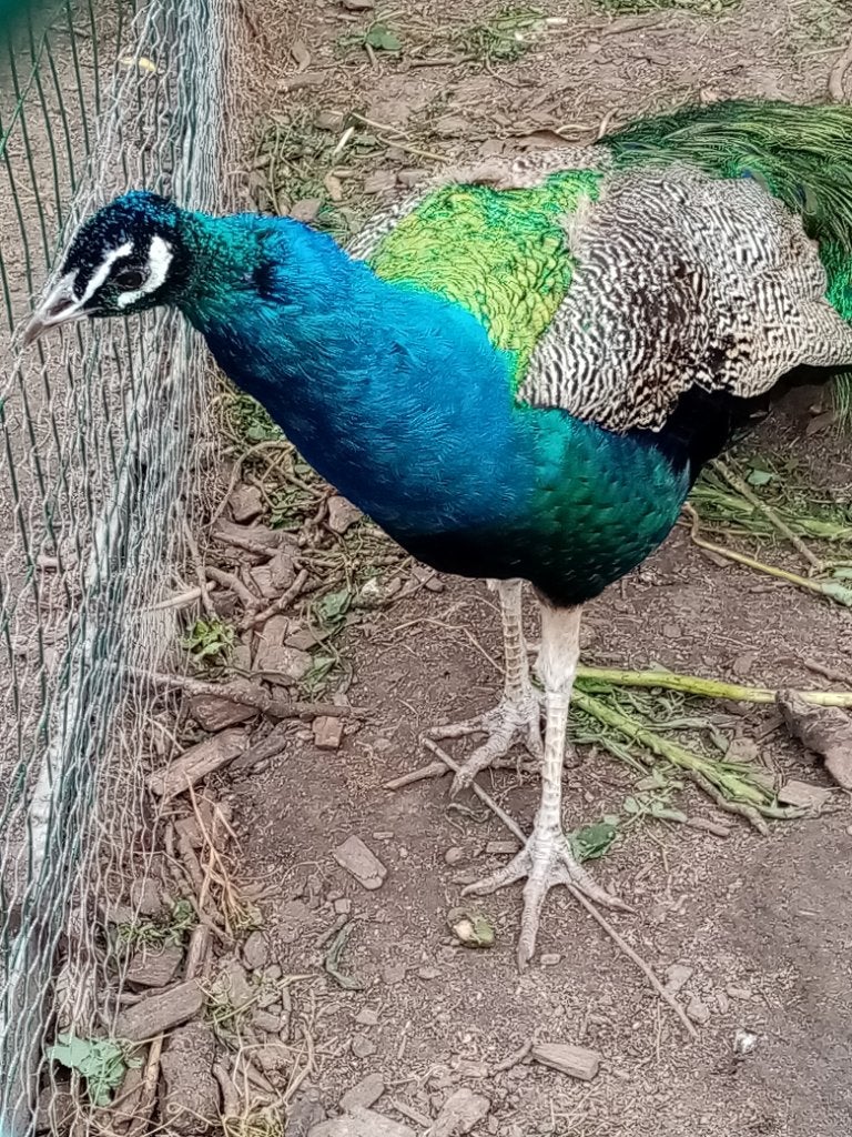 Blauwe pauw broedeieren, Dieren en Toebehoren, Pluimvee