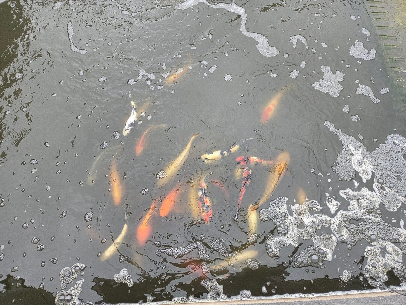japanse koi, Dieren en Toebehoren