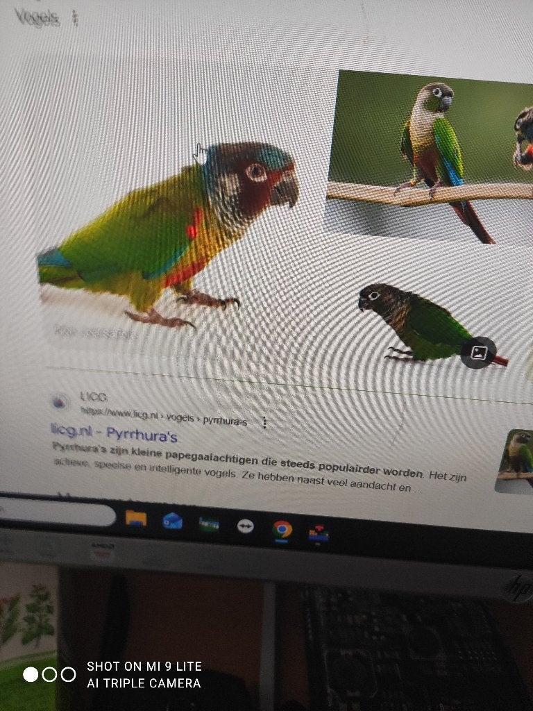 vogel vermist, Dieren en Toebehoren, Vermiste en Gevonden Dieren, Vogel