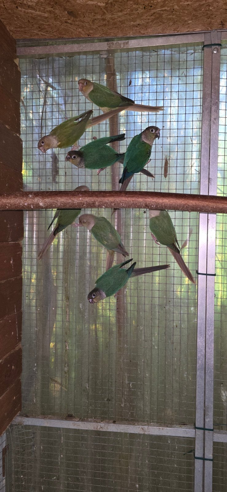 Lot.  Couple pyrrhura repro plus jeunes, Plusieurs animaux, Perruche, Bagué