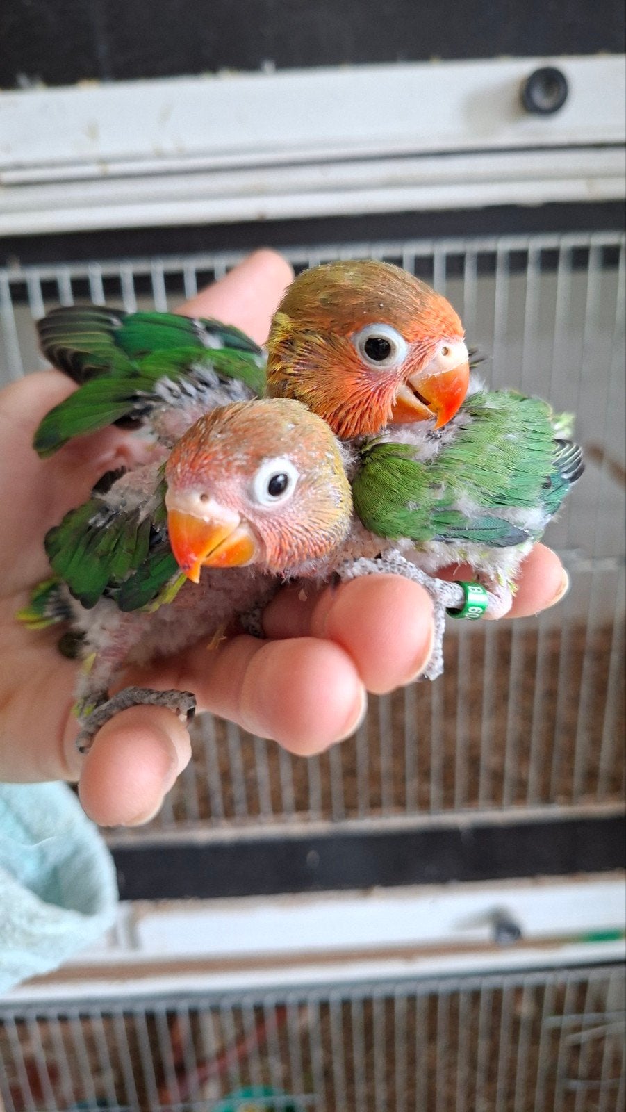 Agapornis Fischeri jongen, Sexe inconnu, Perroquet nain ou Inséparable, Domestique