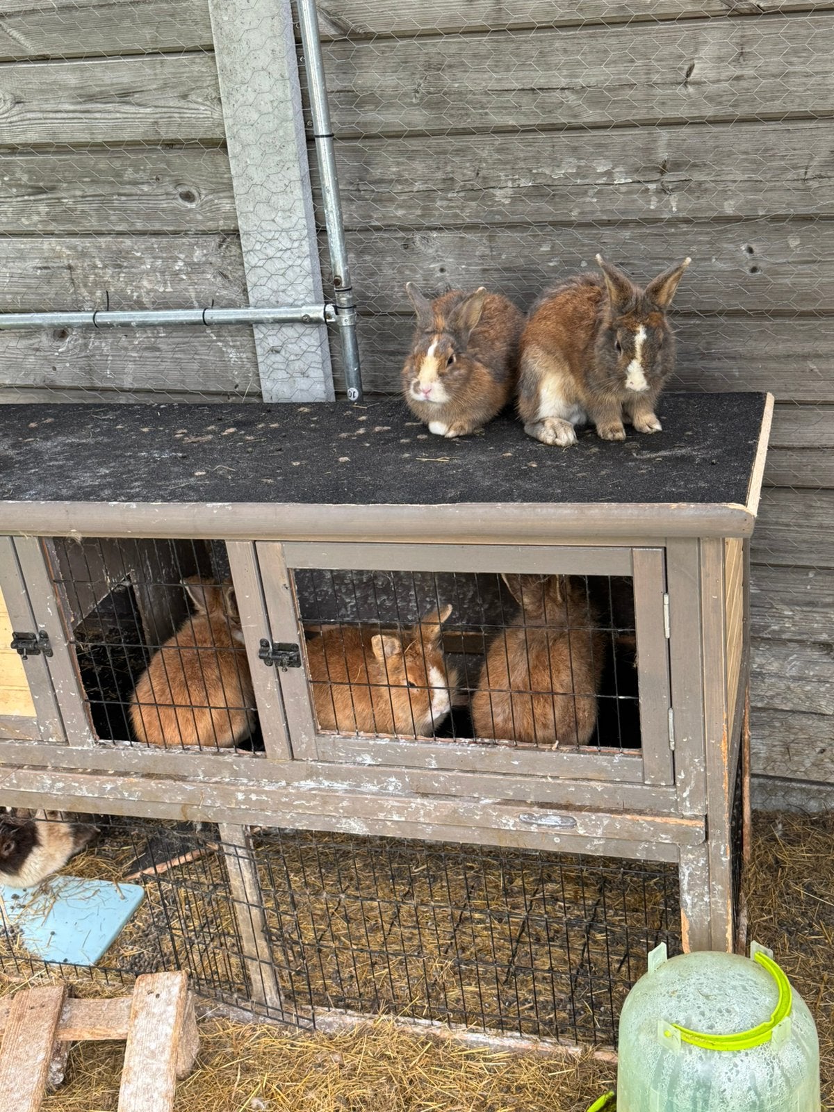 6 mannetjes dwergkonijnen te koop, Dieren en Toebehoren