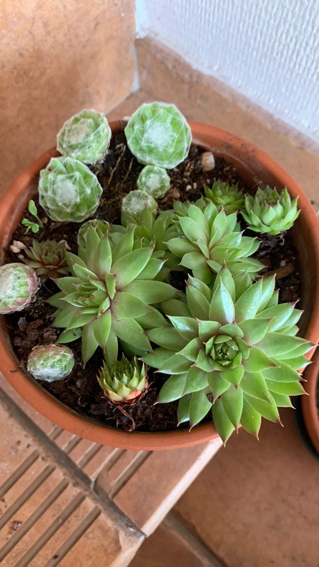 Huislook (Sempervivum), sterke, winterharde vetplant, Huis en Inrichting, Kamerplanten, Ophalen, Vetplant