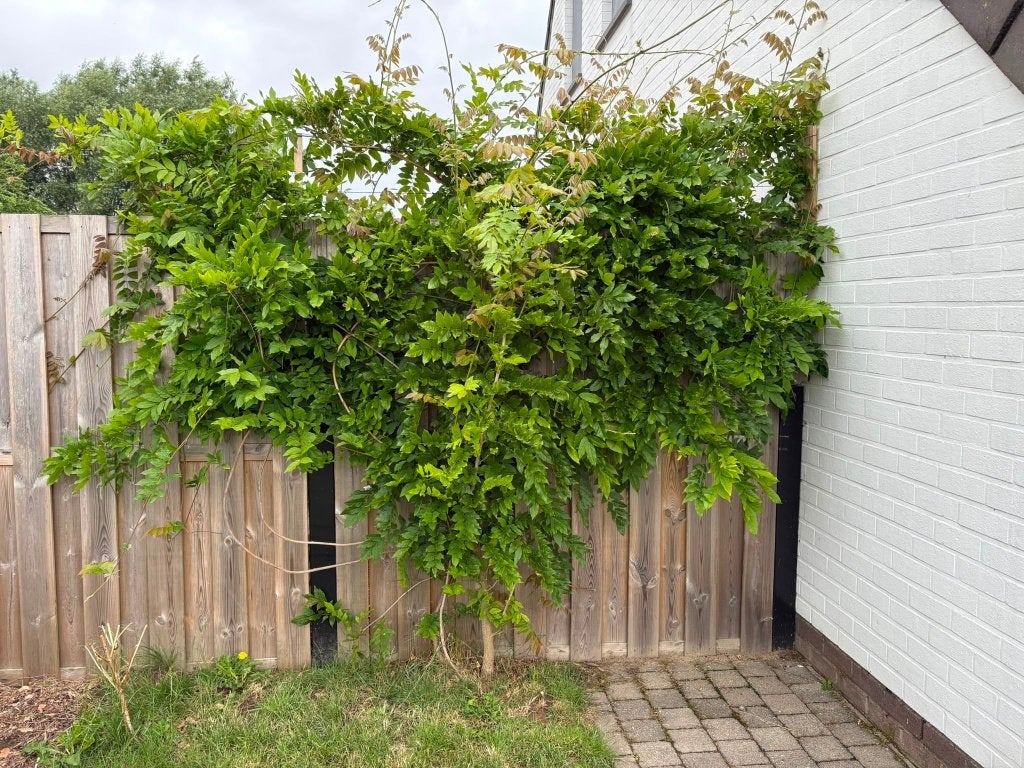 Wisteria sinensis, Jardin & Terrasse, Plantes | Jardin, Plante fixe, Plantes grimpantes, Plein soleil, Été, Enlèvement