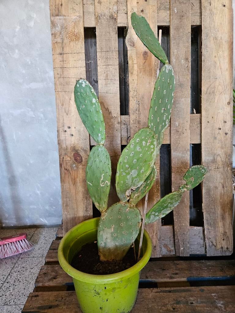Opuntia vijgencactus, Ophalen