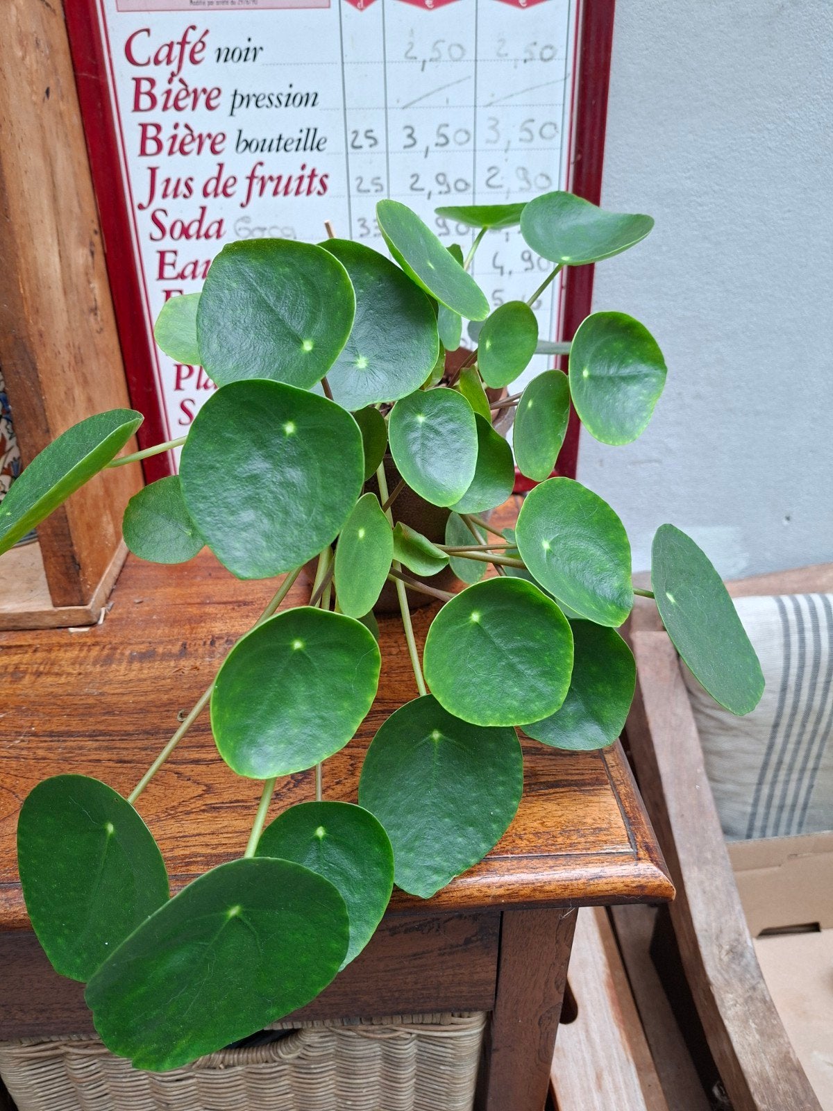 pannekoekplant, Ophalen