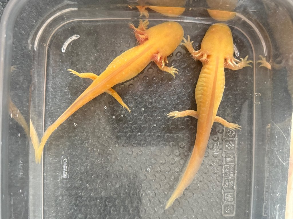 Golden albino axolotls, Animaux & Accessoires, Reptiles & Amphibiens