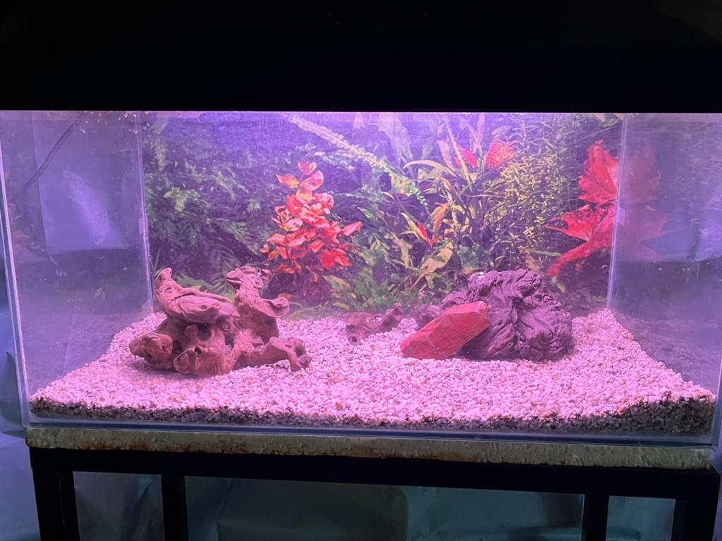 Aquarium 55 litres, Enlèvement, Utilisé, Aquarium vide