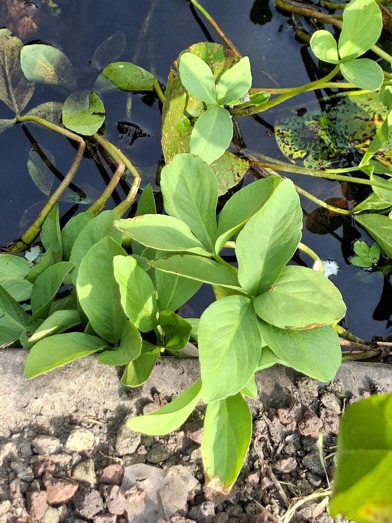 Vijverplanten Waterdrieblad, Enlèvement, Neuf