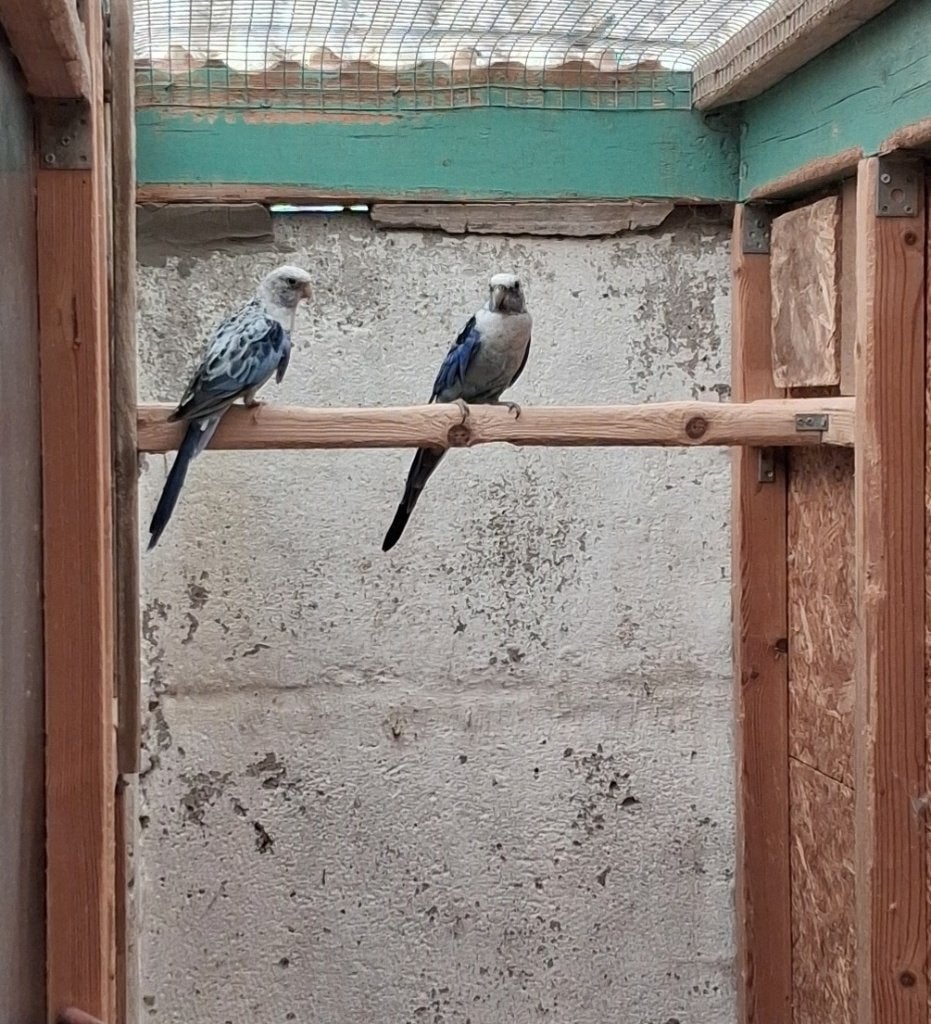 Koppel Blauwe Rosella's   2024, Meerdere dieren, Parkiet, Geringd