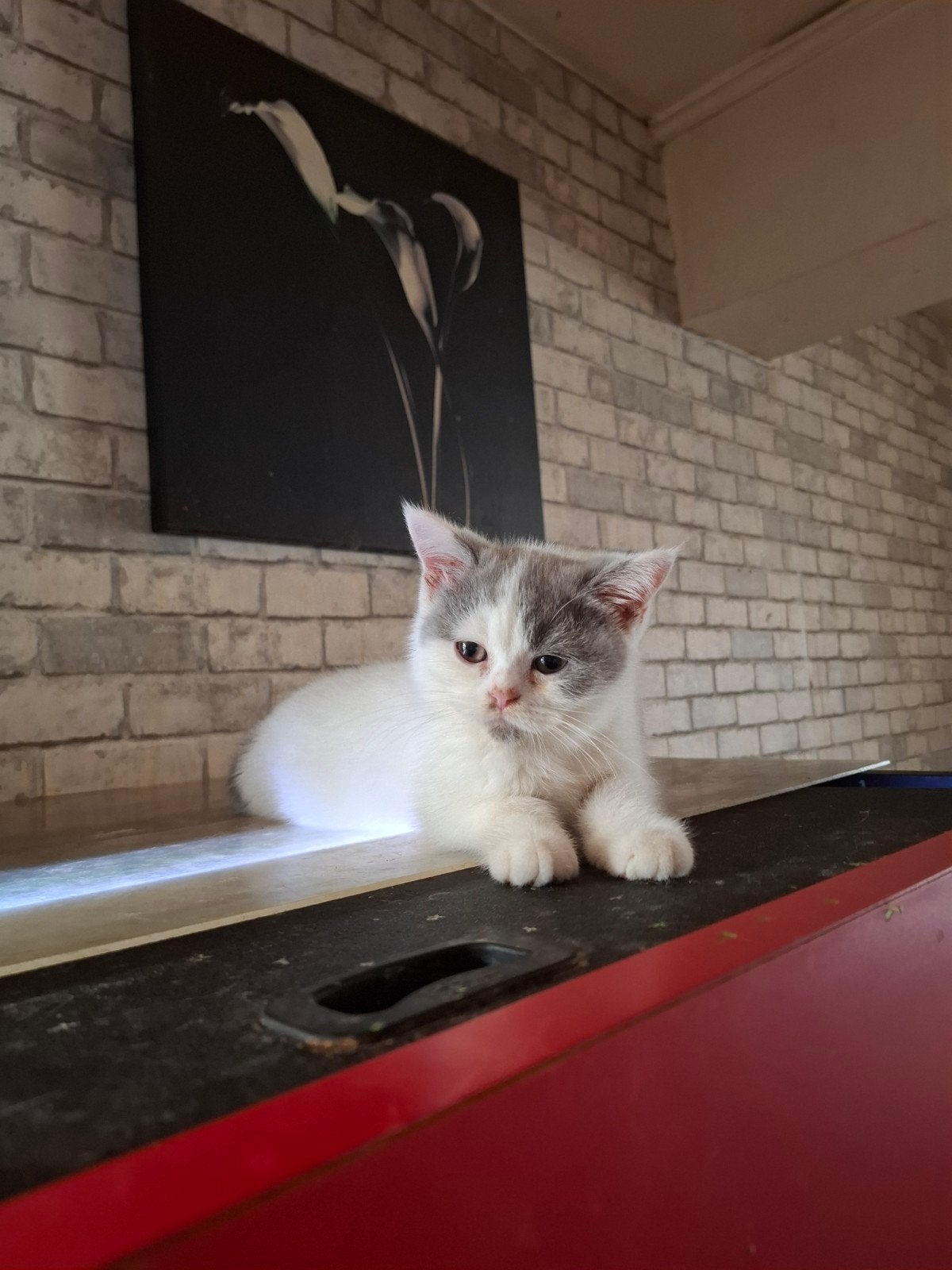 Brits korthaar kitten, Chatte ou Chat, Vermifugé, 0 à 2 ans