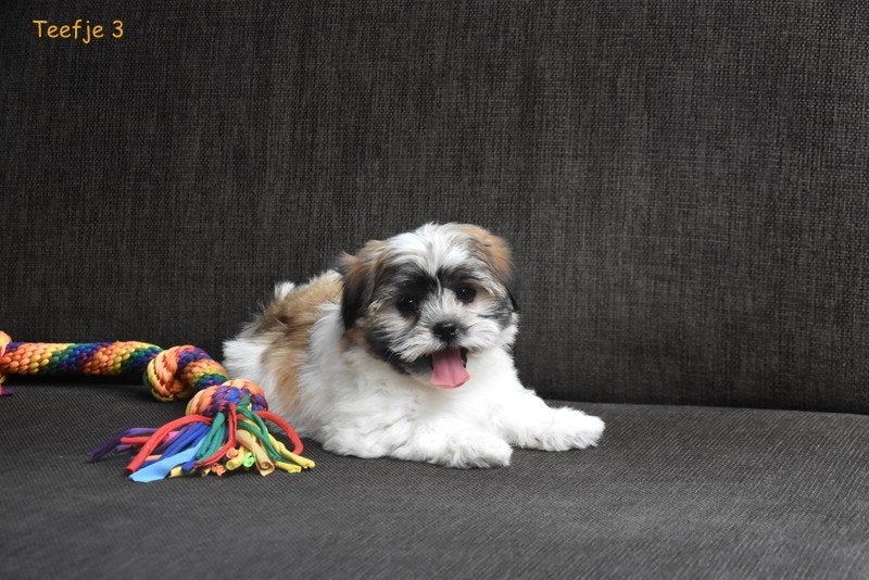 Prachtige Boomer pupjes, België, CDV (hondenziekte), 8 tot 15 weken, Meerdere