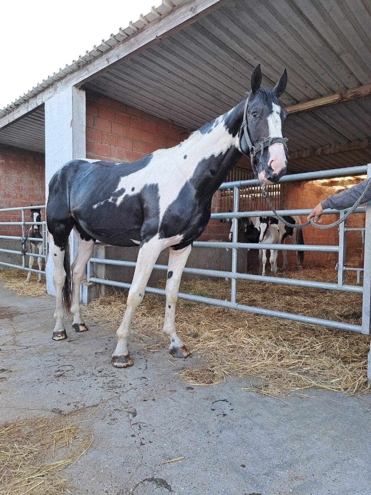 Homozigoote hengst voor de echte liefhebber altijd bont veul, Dieren en Toebehoren, Paarden, Hengst