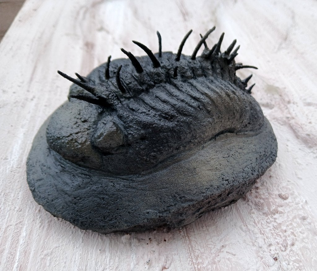 F....ng badass trilobite 18cm, Enlèvement ou Envoi, Fossile