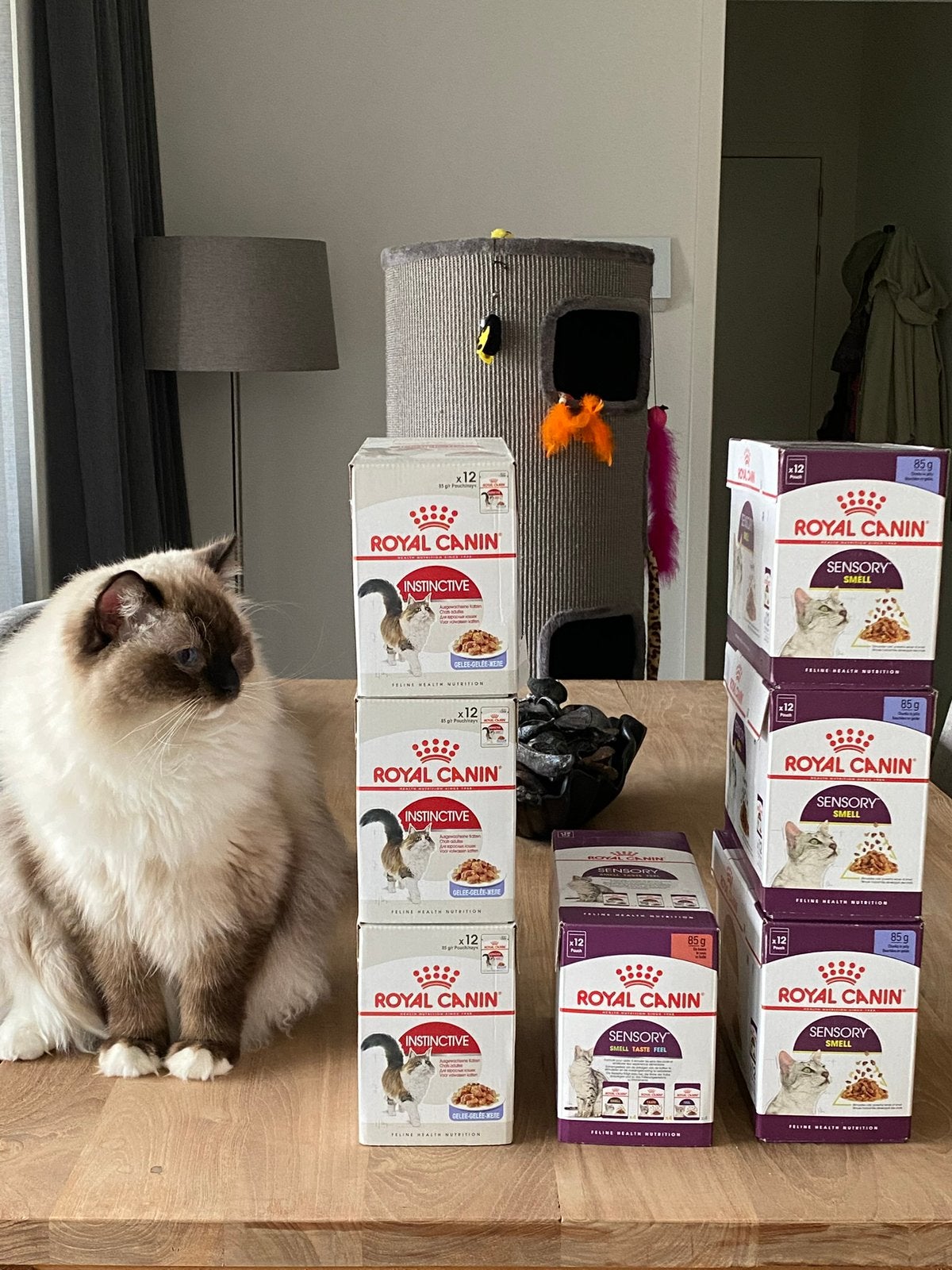 Royal canin natvoer, Ophalen, Kat