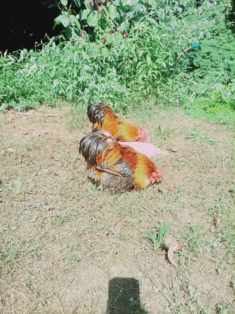 Gratis 2 kriel hanen, Mâle, Poule ou poulet