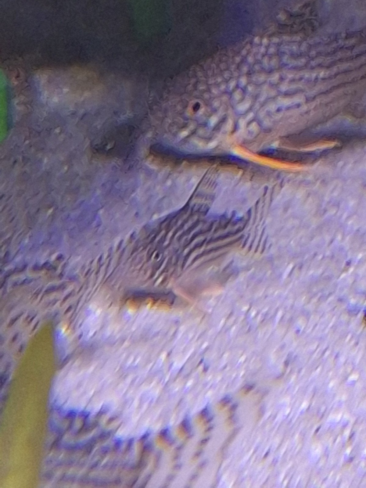 corydoras sterbais, Dieren en Toebehoren, Vis, Zoetwatervis, Schoolvis