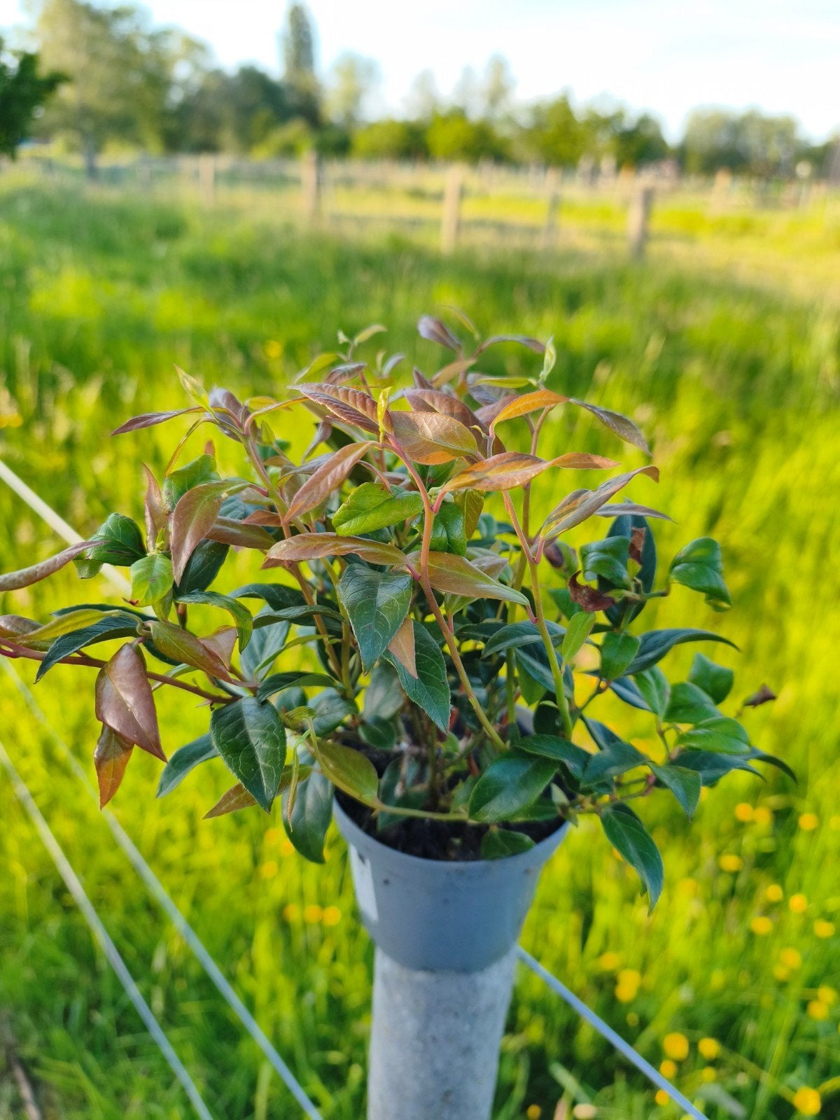 Leucothoe axillaris 'zeblid', Tuin en Terras, Ophalen, Zomer