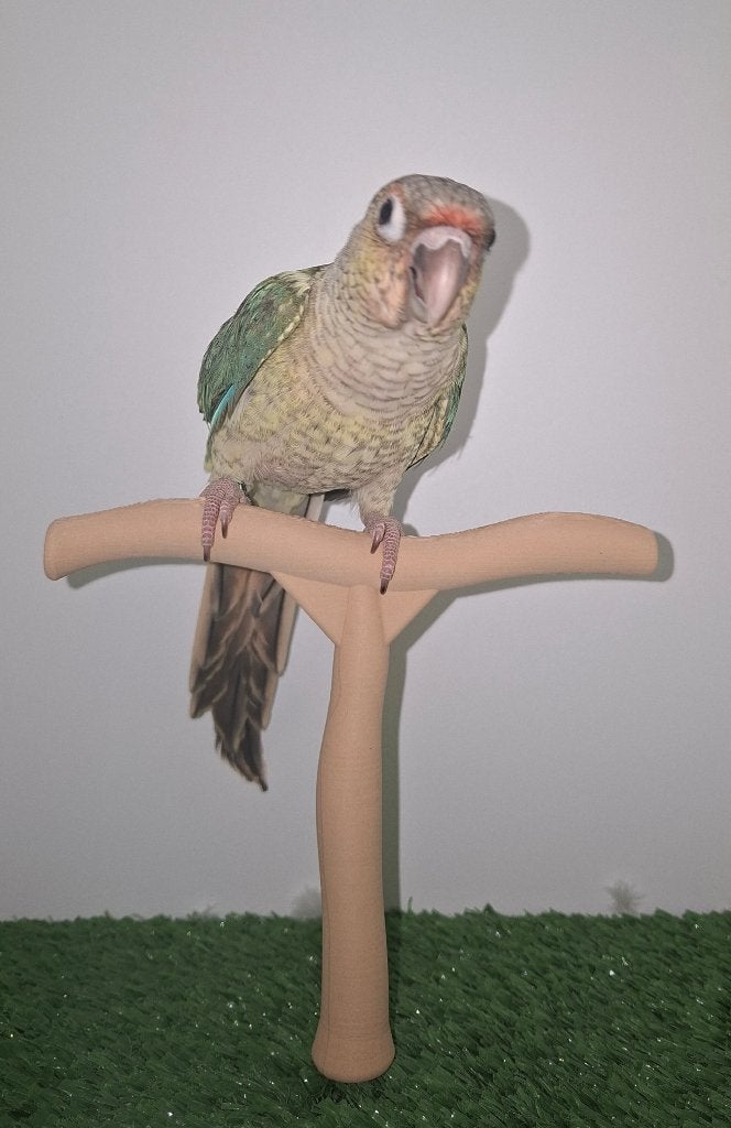 Pyrrhura Turquoise Opaline SF Misty SF Violet/split, Dieren en Toebehoren, Mannelijk, Parkiet, Geringd