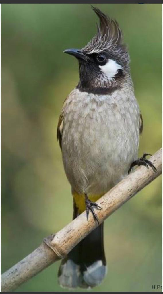 Bulbul Himalaya, Animaux & Accessoires, Oiseaux | Oiseaux Autre, Mâle