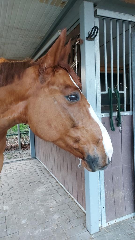 Zeer lieve ruin, Dieren en Toebehoren, Paarden, Ruin, B, 165 tot 170 cm, 3 tot 6 jaar, Springpaard, Met stamboom, Gechipt, Ontwormd