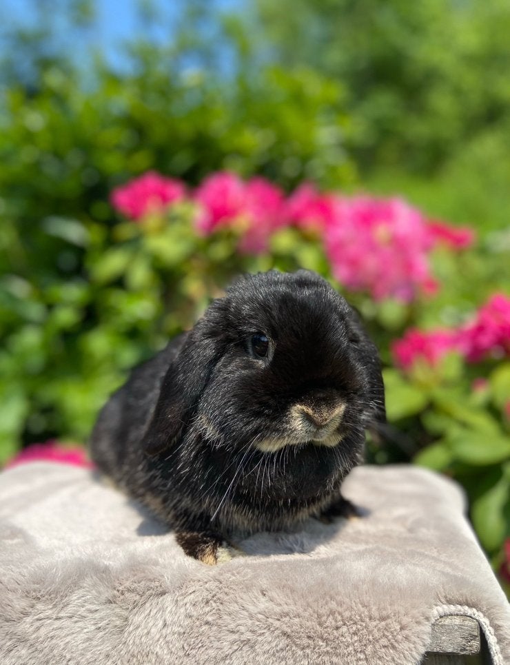 Lieve NHD voedster en gecastreerde ram, Dieren en Toebehoren, Konijnen, Meerdere dieren, Dwerg, Hangoor, 3 tot 5 jaar
