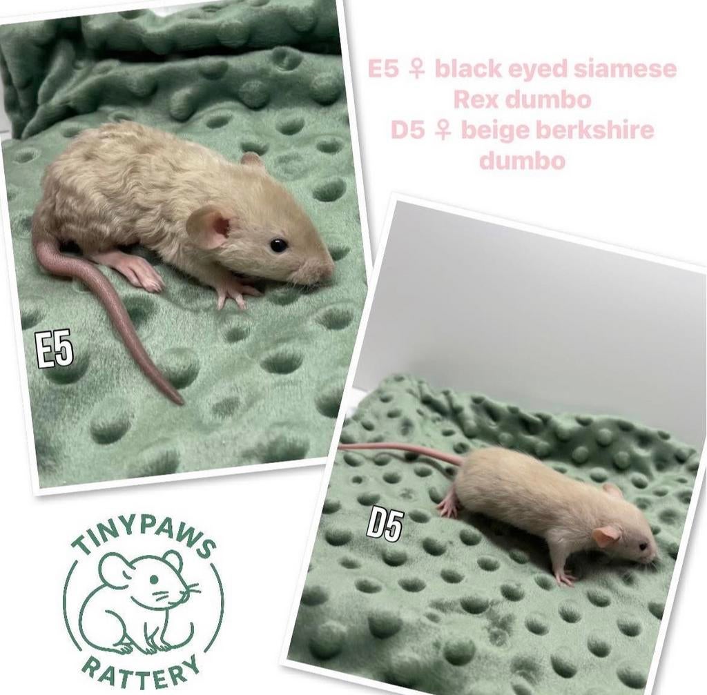 Tamme standaard ratjes, Dieren en Toebehoren, Knaagdieren, Vrouwelijk, Rat, Maart, Tam