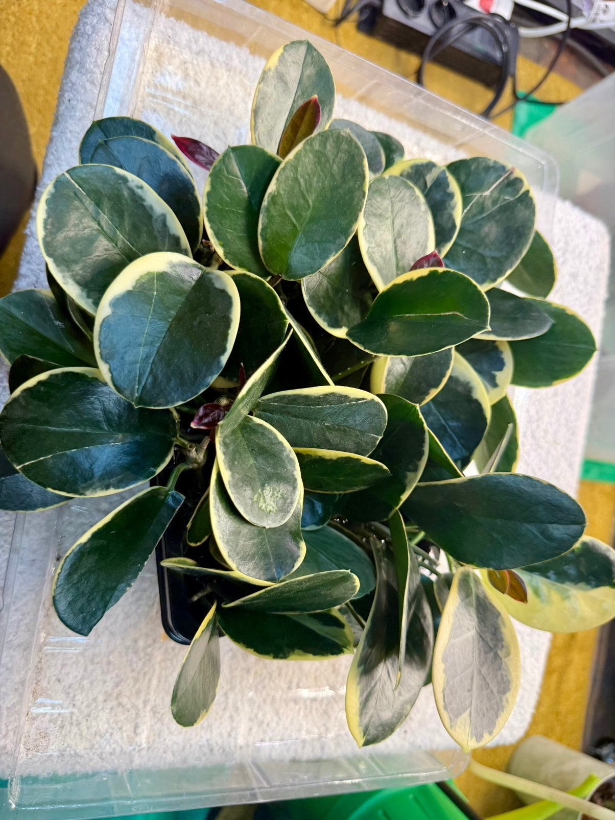 Hoya australis blondie stekje, Ophalen of Verzenden