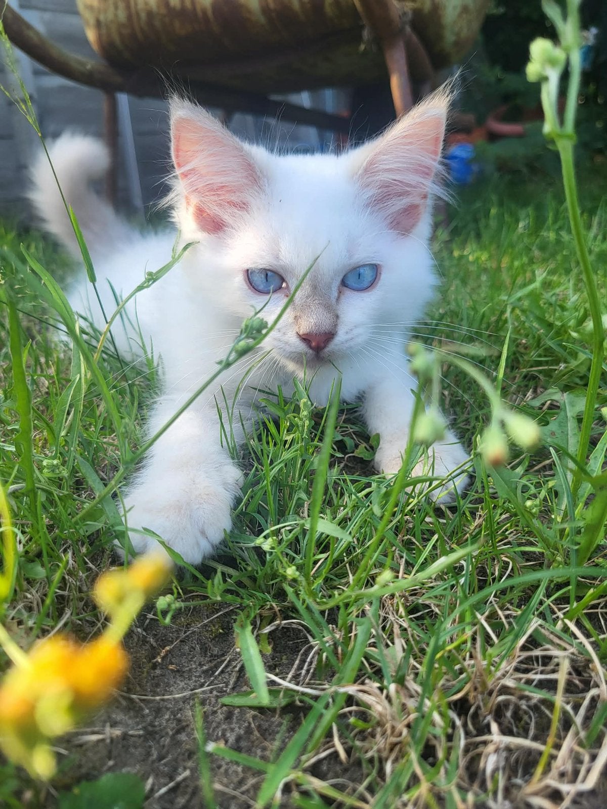 Kitten Ragdoll Sealpoint, Kater, Gechipt