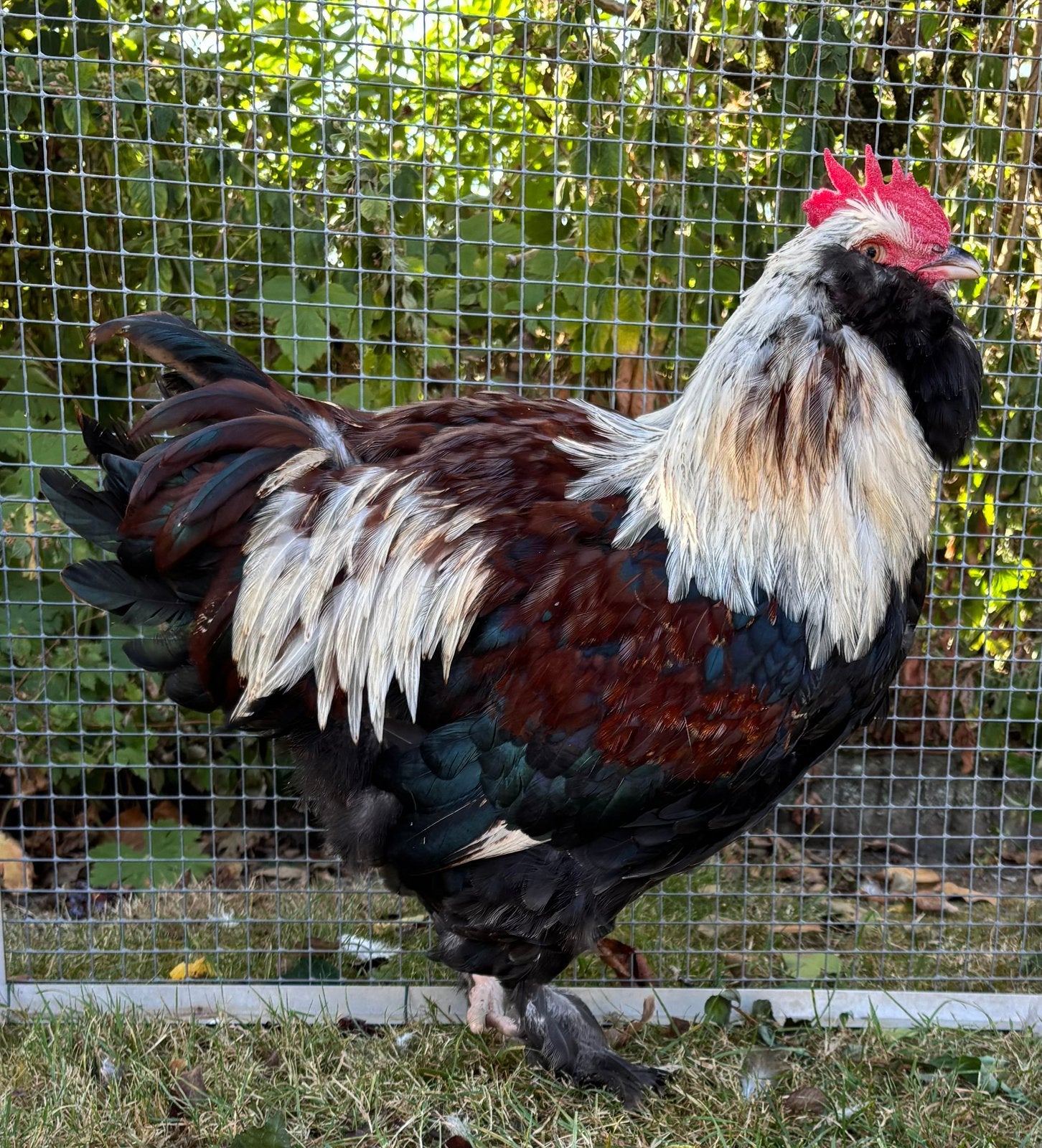 Duitse faverolles haan, Mâle, Poule ou poulet