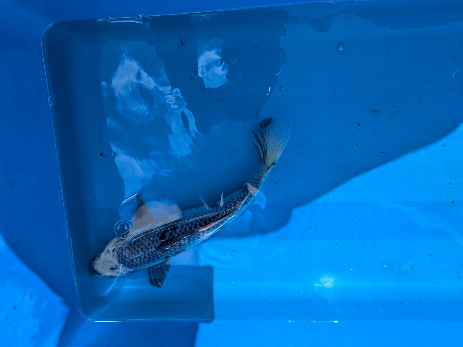 Japanse koi