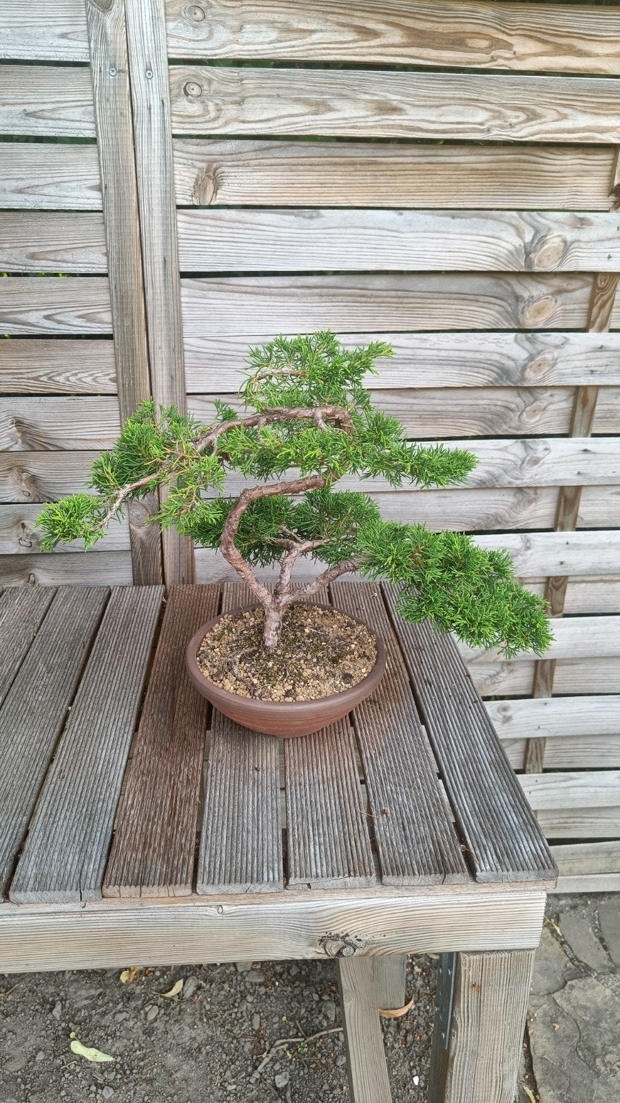 Bonsaï Juniperus Itoigawa, Tuin en Terras, Planten | Bomen, Ophalen