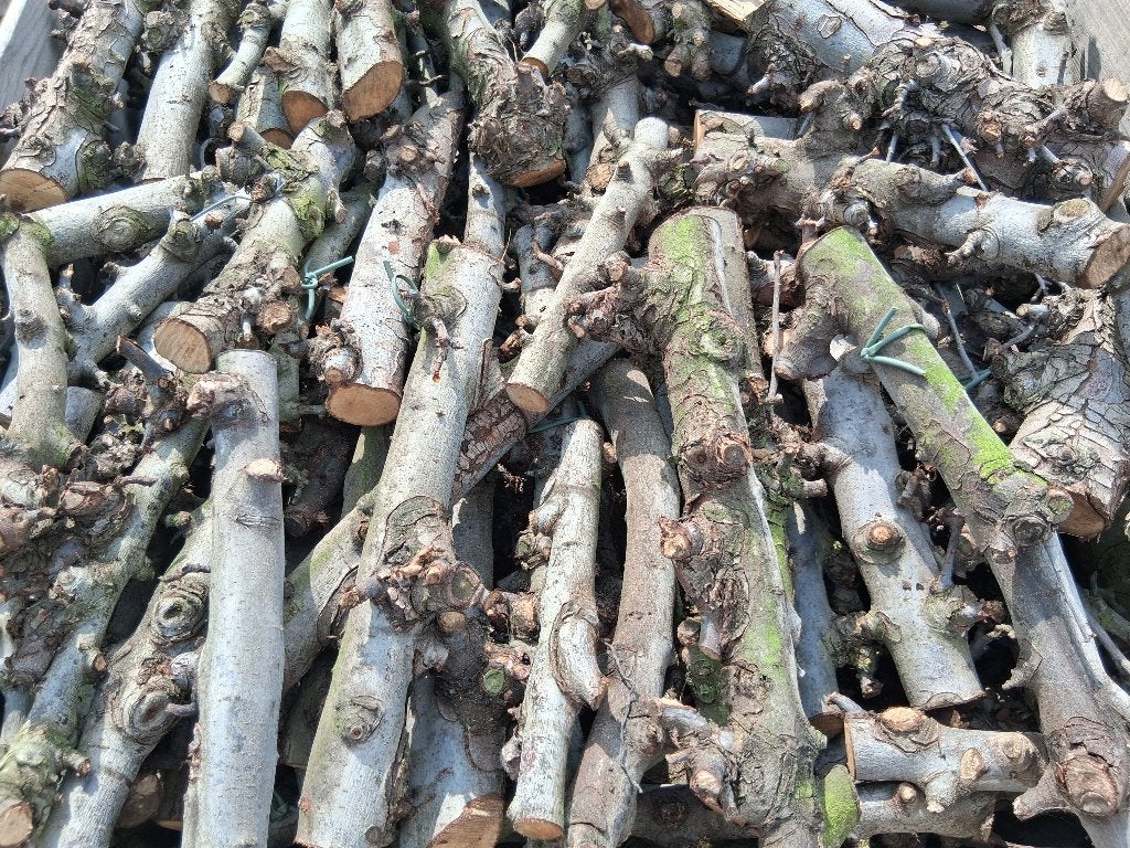 Brandhout, 6 m³ ou plus, Enlèvement, Autres essences de bois, Troncs d'arbres