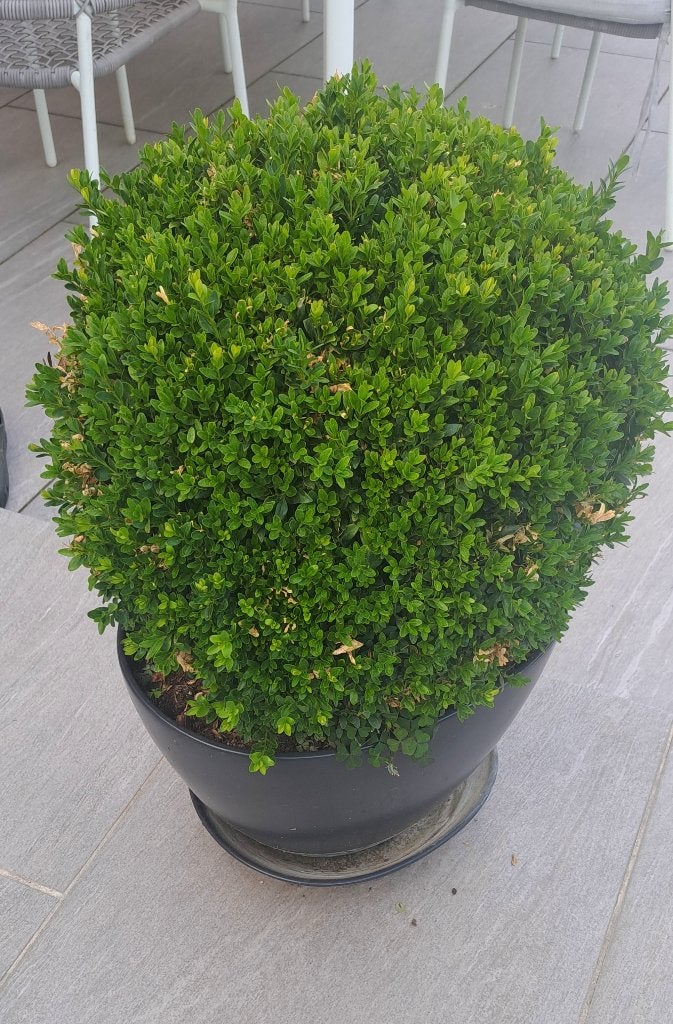 2 Buis Boule(buxus)Ø 45 cm sans les pots ., Enlèvement, Annuelle