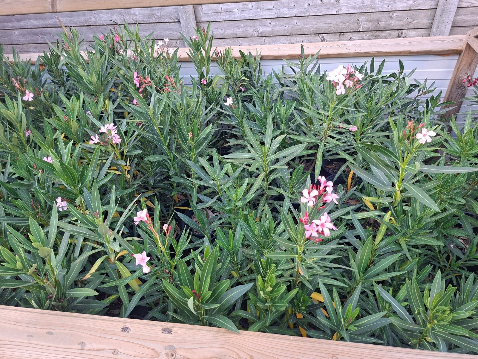 roze oleanders, nog een paar rode, Ophalen