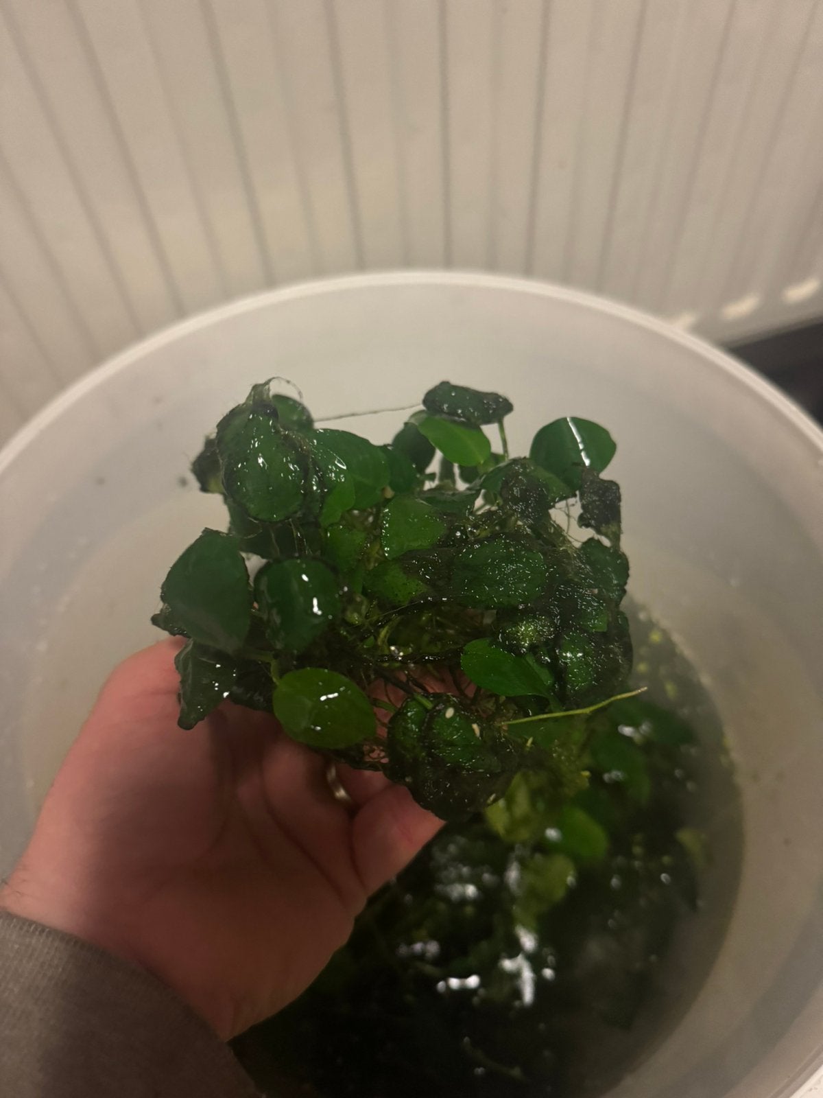Anubias, Dieren en Toebehoren, Ophalen, Zo goed als nieuw