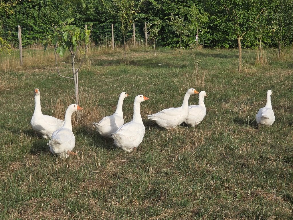 Ganzen, Dieren en Toebehoren