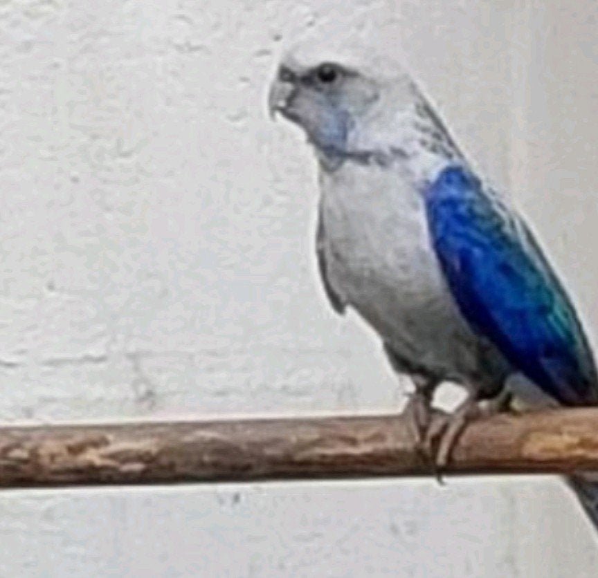 Koppelen rosella, Dieren en Toebehoren