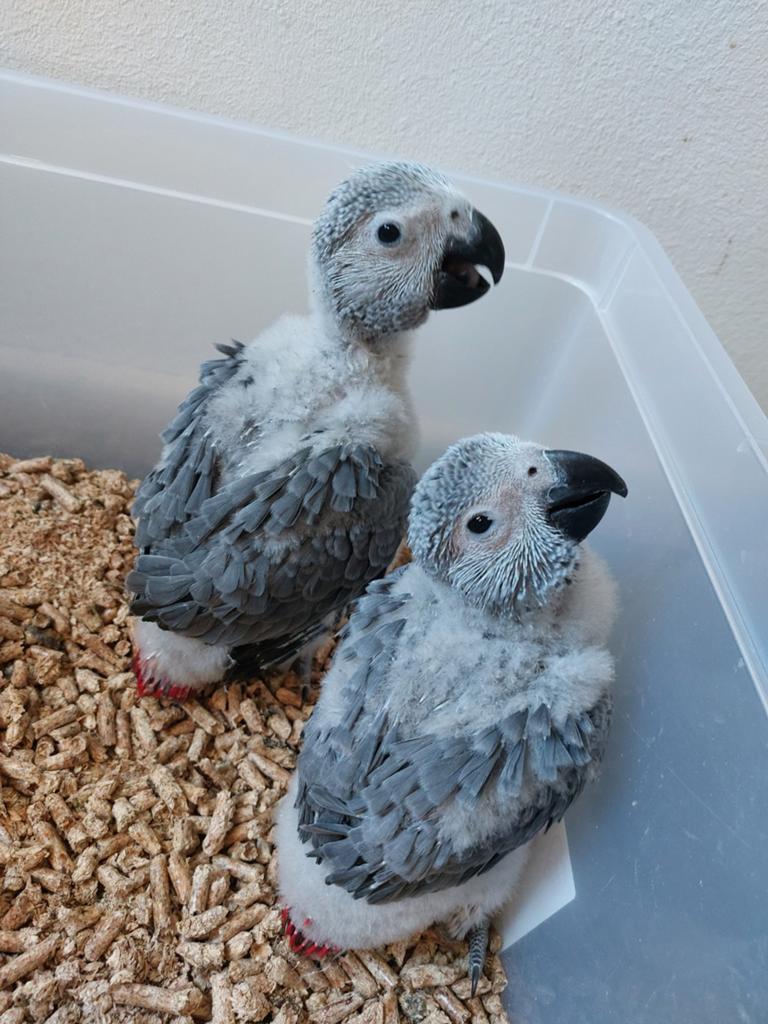Grijzeroodstaart papegaai, Dieren en Toebehoren, Papegaai, Geringd