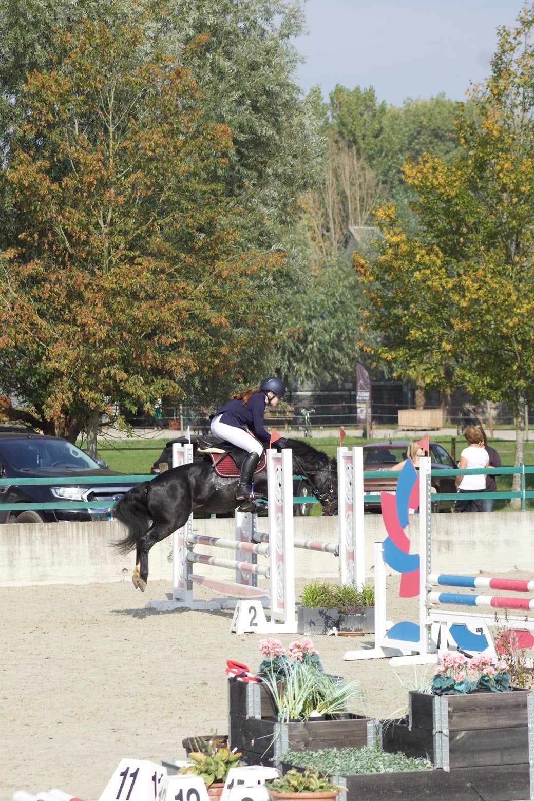 16 jarige C pony aangeboden, Dieren en Toebehoren, Merrie, Springpony, Gechipt, 11 jaar of ouder