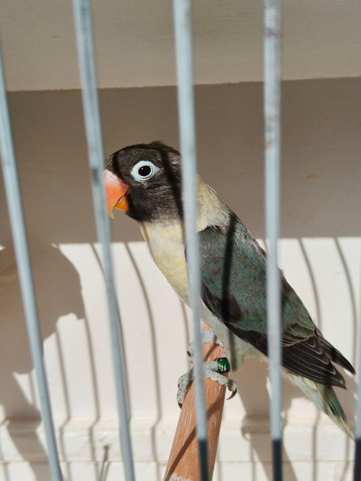 personata turquoise slaty groen pop, Geringd