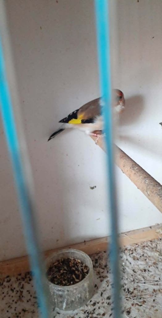 vogels, Vrouwelijk, Geringd