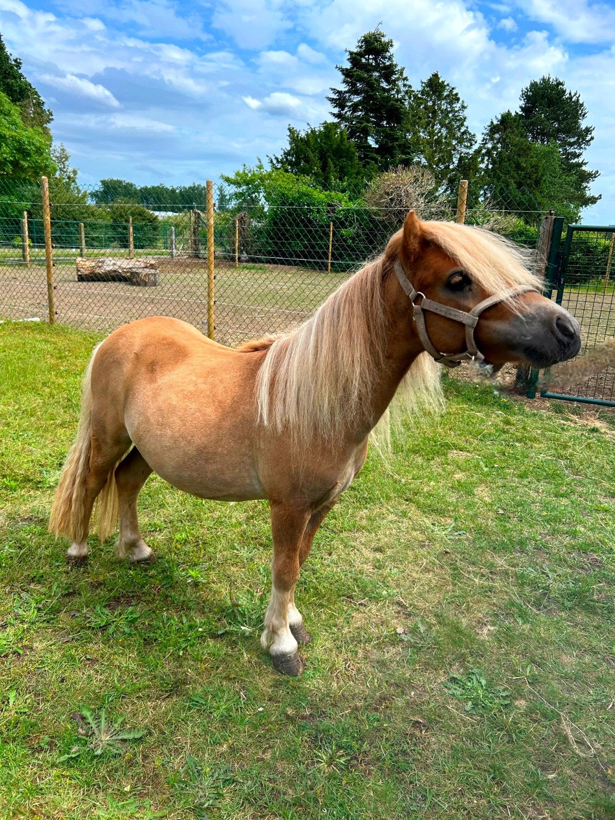 Super knappe shetlander  hengst met NSPS stamboek!, Avec pedigree, Poney de récréation, Poney A (jusqu'à 1.17 m), Étalon