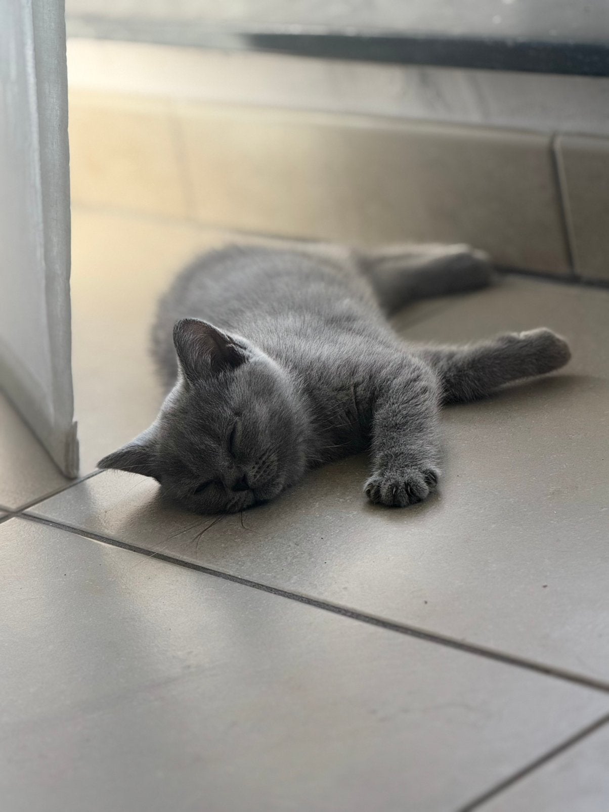 Britse korthaar kitten ( kattin), Animaux & Accessoires, Chatte ou Chat, Vermifugé, 0 à 2 ans