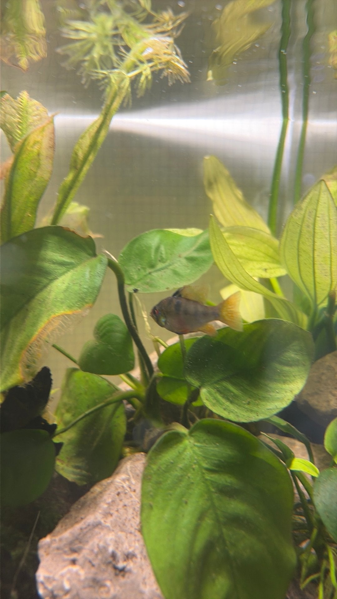 1 german ram, Vis, Zoetwatervis
