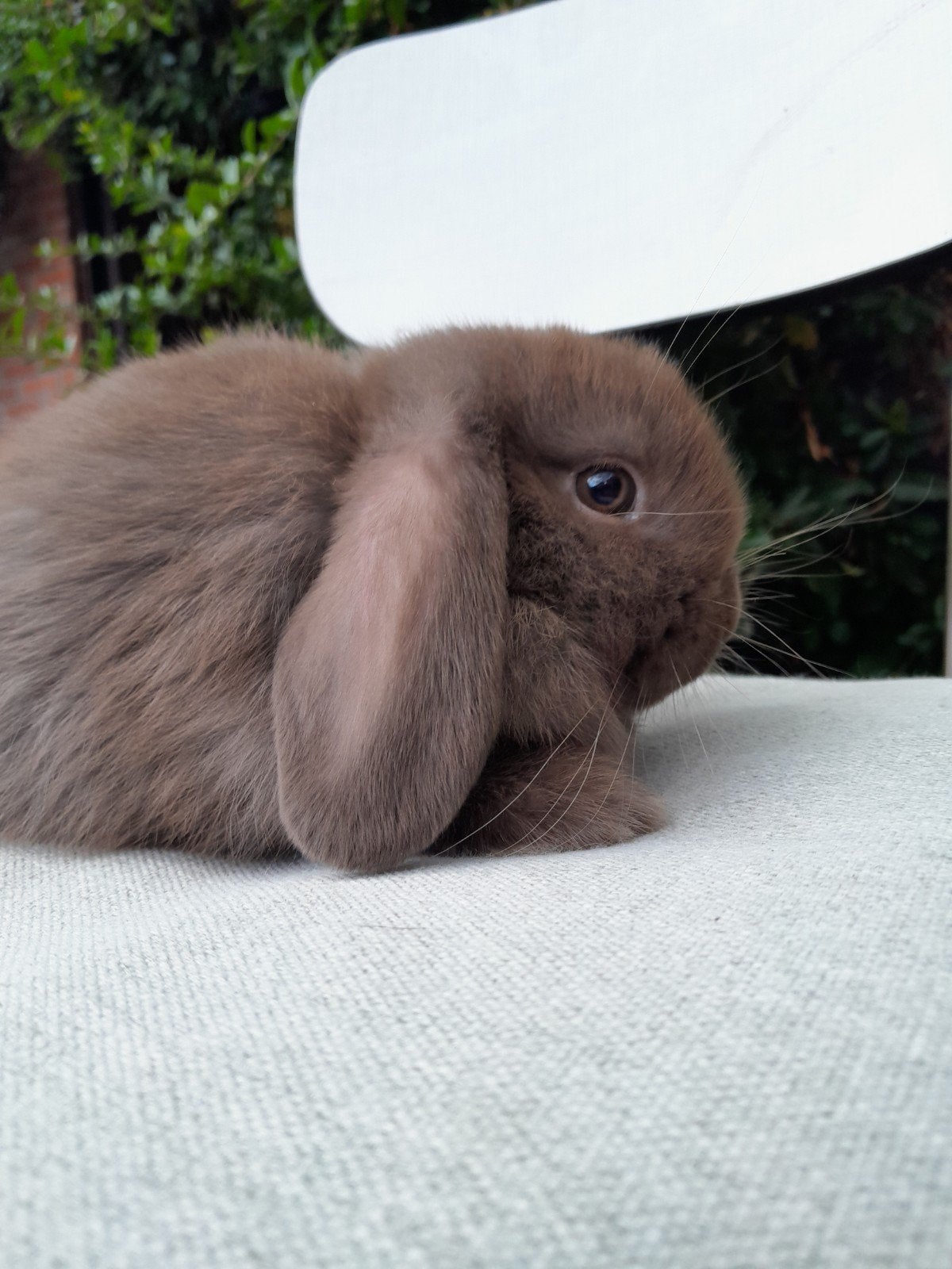 minilop voedsters beschikbaar, Animaux & Accessoires, Lapins, Femelle, Nain, Oreilles tombantes, 0 à 2 ans