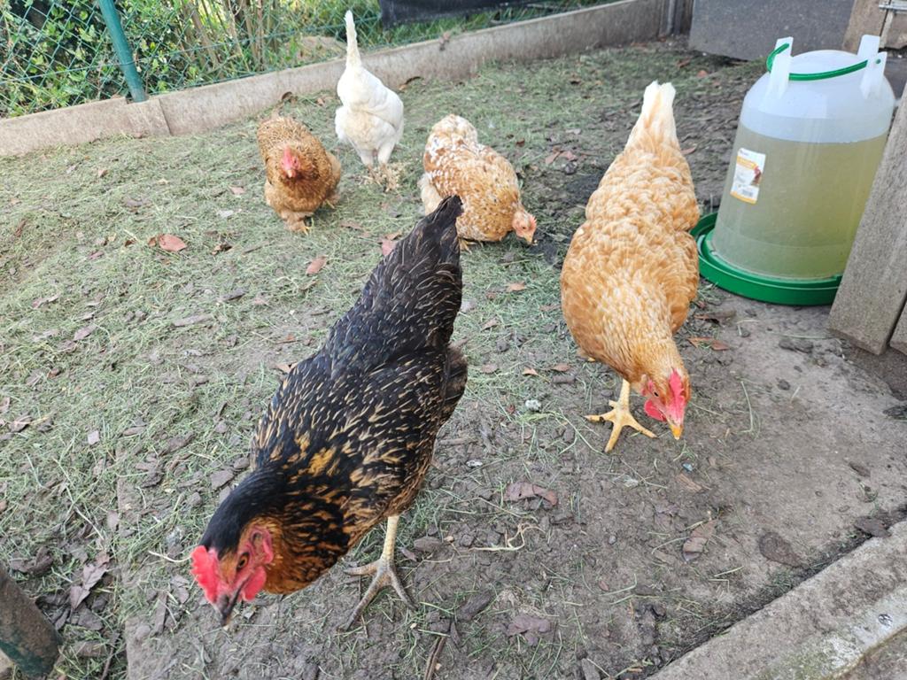 kippen te koop (3 legkippen en 2 cochins), Dieren en Toebehoren, Kip